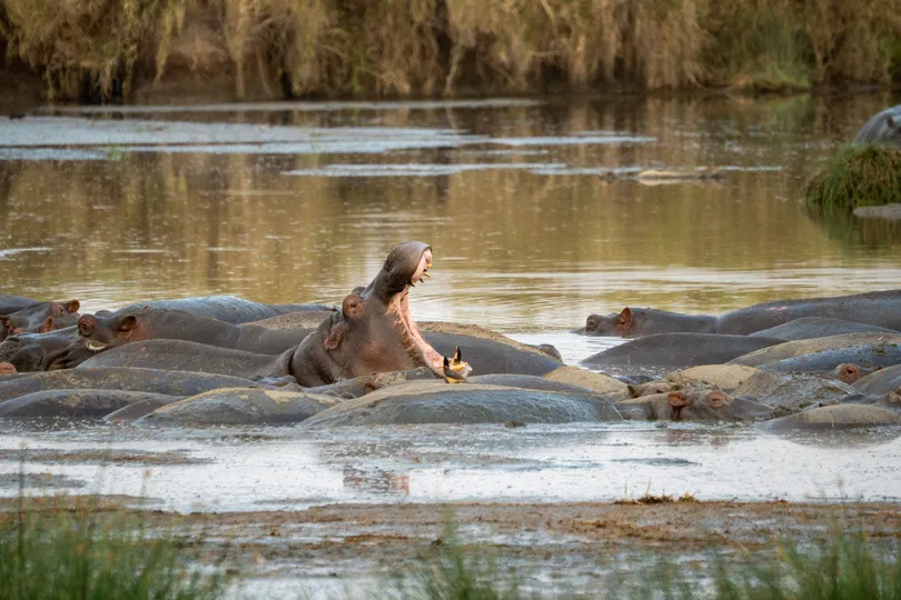 Nijlpaarden in Tanzania.