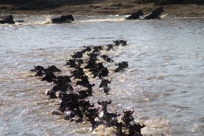 Migratie in Tanzania.
