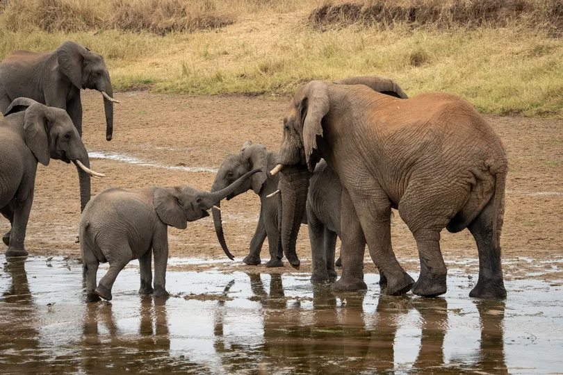 Olifanten in Tanzania.
