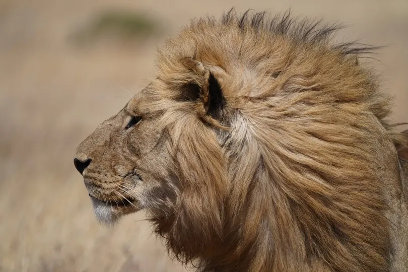 Leeuw in Tanzania.