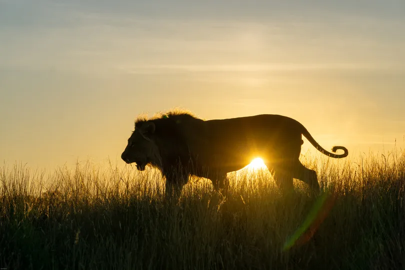 Leeuw in Zuid-Afrika.