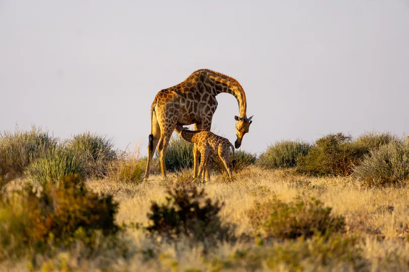 Twee giraffen in Zuid-Afrika.