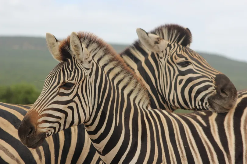Twee zebra's in Zuid-Afrika.