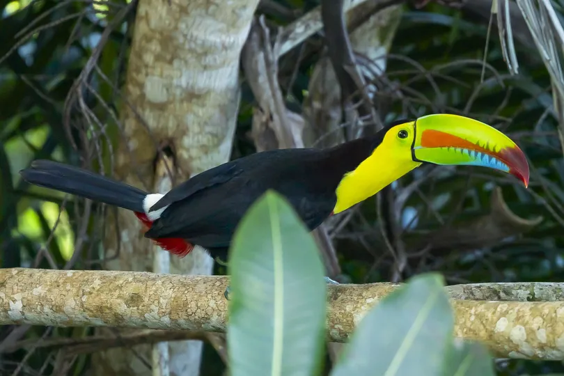 Toekan in Panama.