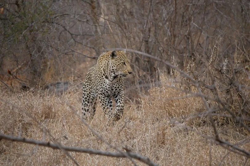 Luipaard in Zuid-Afrika.