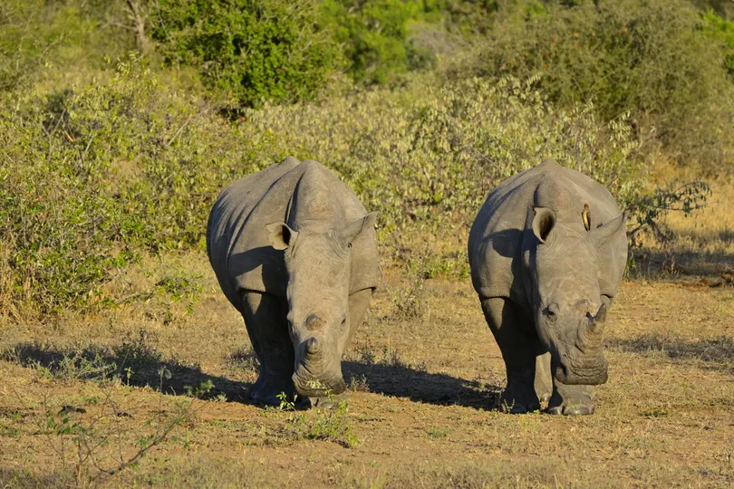 Twee neushoorns in Zuid-Afrika.