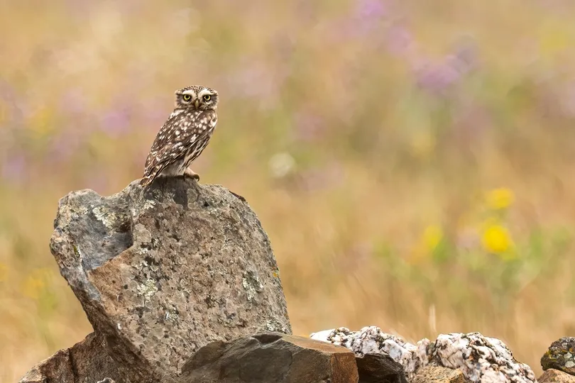 Vogel op een steen.