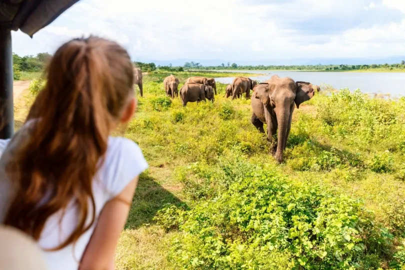 Een meisje kijkt naar de olifanten vanuit de jeep op safari in Sri Lanka.