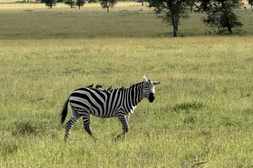 Zebra met op de rug vogeltjes.