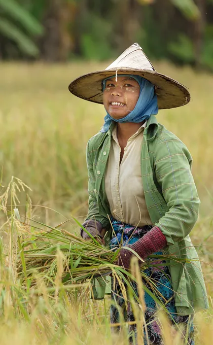 Vrouw in rijstveld Cambodja