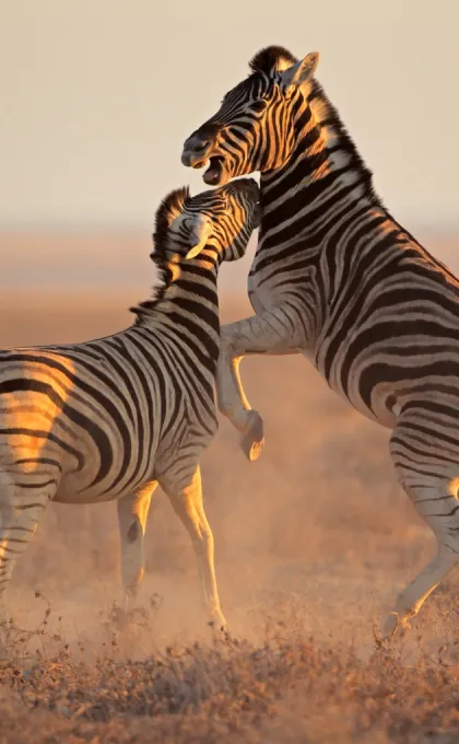 zebra's etosha