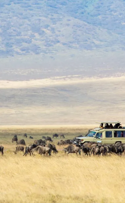 Tanzania Ngorongoro Safari
