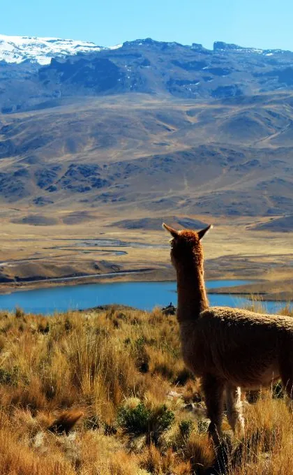 Alpaca Peru