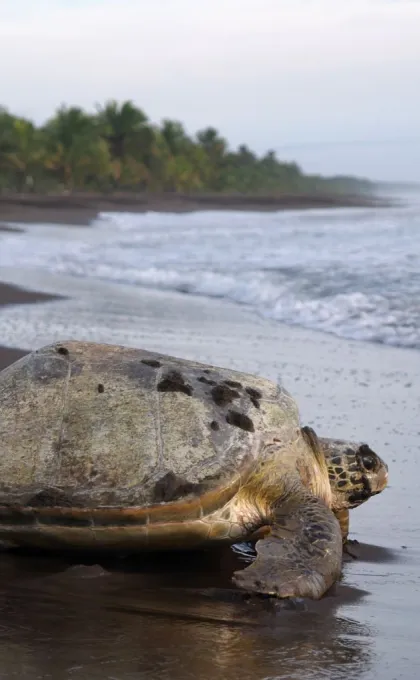 Bezienswaardigheden Costa Rica Tortuguero schildpad