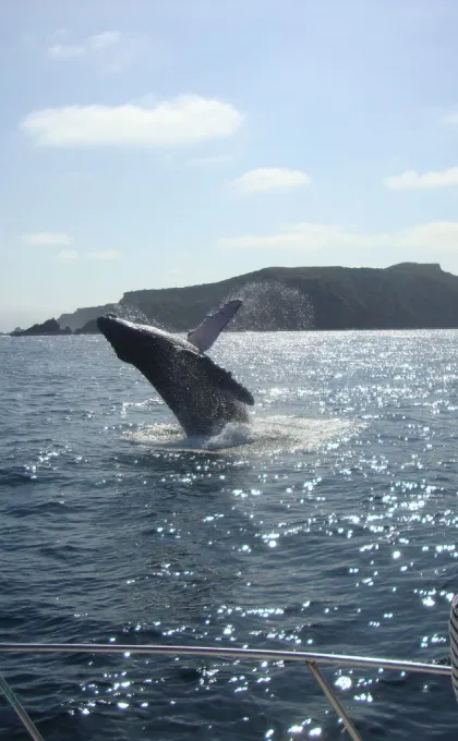 Rondreis Ecuador tips walvis Isla de la Plata