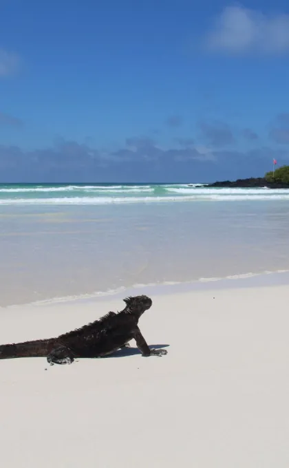 Beste reistijd Galapagos Santa Cruz Tortuga Bay