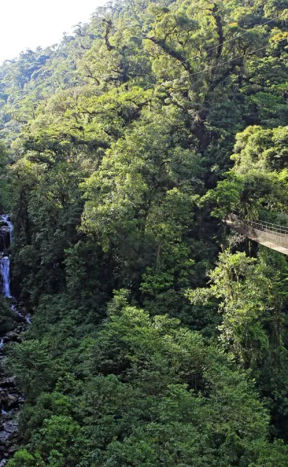 Panama excursies Boquete hangbrug