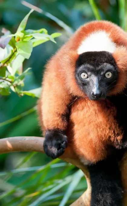 Vliegtickets Madagaskar