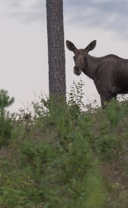 Excursies Zweden elandsafari