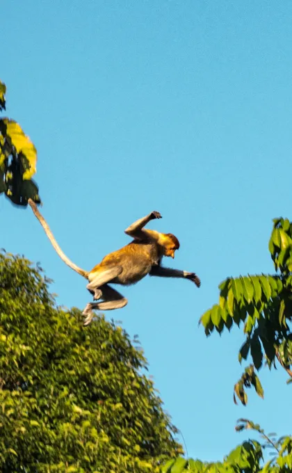 Borneo tips - neusaap