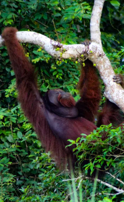 Orang oetan Maleisisch Borneo