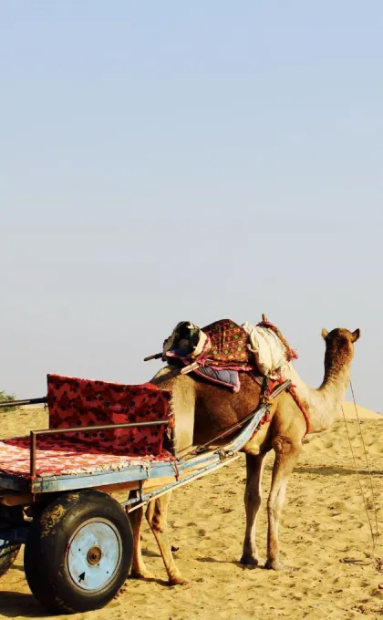 India excursies kameel met kar