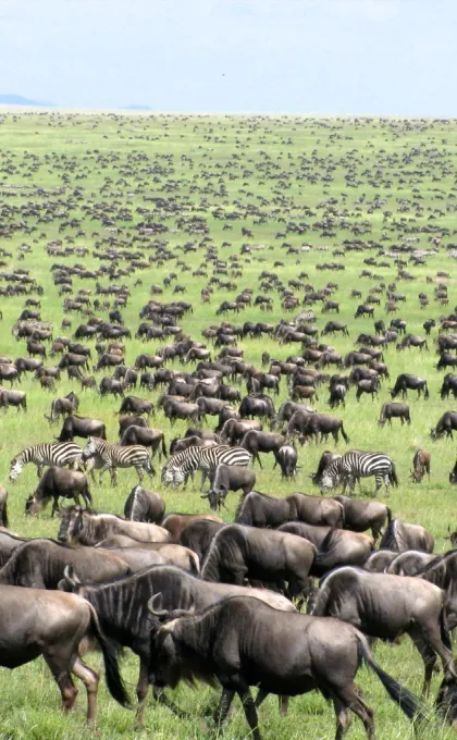 grote migratie serengeti