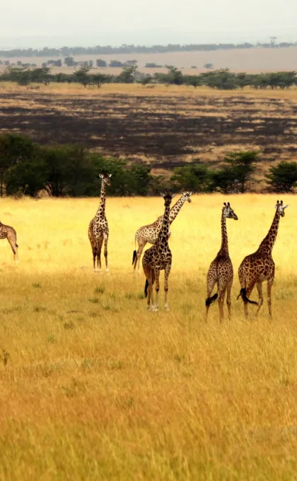 Is oost-afrika duur