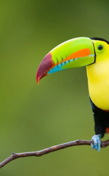 Costa Rica toekan vogel