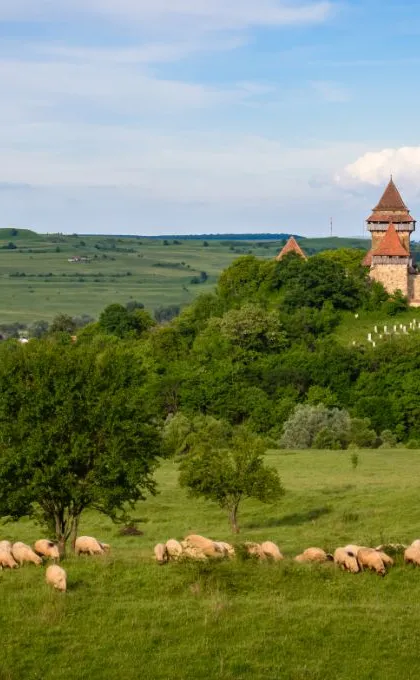 Roemenië Viscri schapen landschap kerk