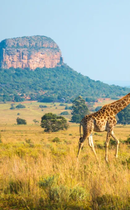 Zuid-Afrika giraffe tafelberg