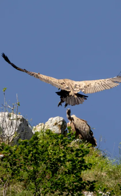 Spanje vogel Picos de Europa
