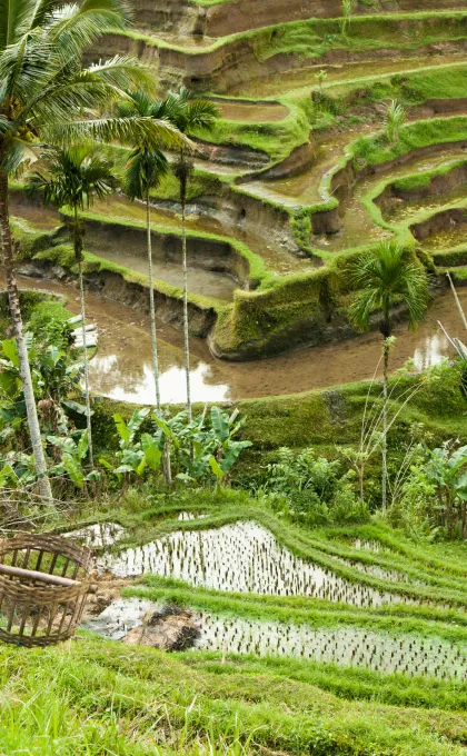 Bali Indonesië rijstterrassen