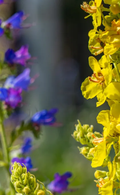 Natuur Bulgarije