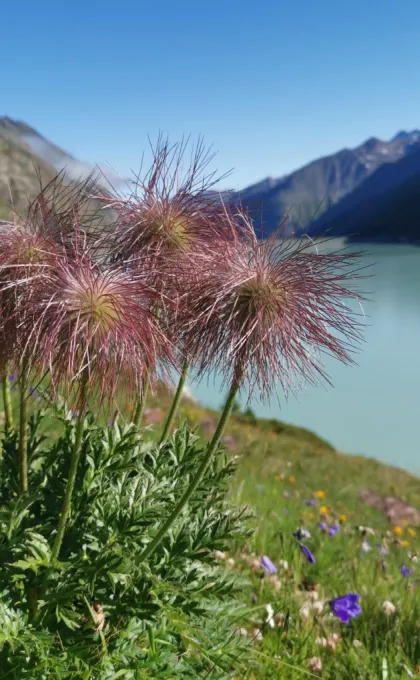 Beste reistijd Zwitserland Alpen bloemen