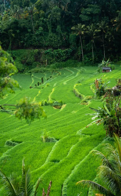 Bali Indonesie rijstveld