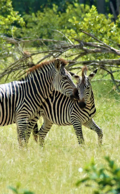 Zebramoeder met jong bij de Shire rivier in Malawi