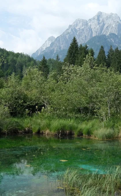 Zelenci Nature Reserve Slovenië