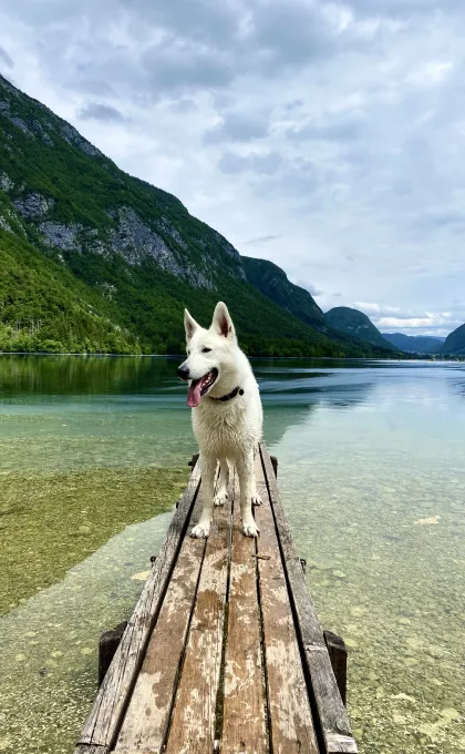 Slovenie Bohinj met hond