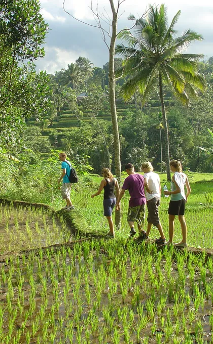 Indonesie familiereis wandeling rijstvelden