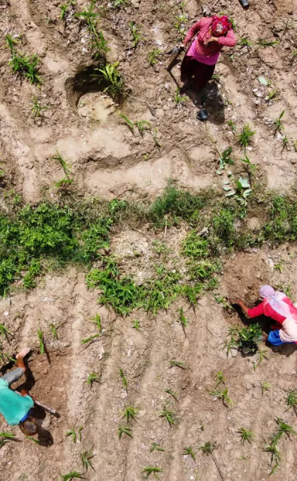 Bewoners die een kuil graven voor bosaanplant.