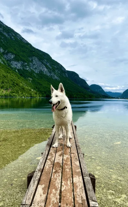 Slovenie Bohinj met hond.