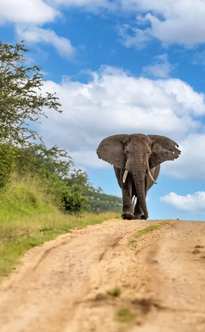 Echte prijs vliegen - olifant in een park in Oeganda