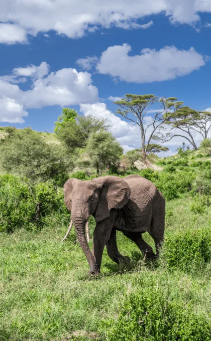 Tanzania safari olifant.