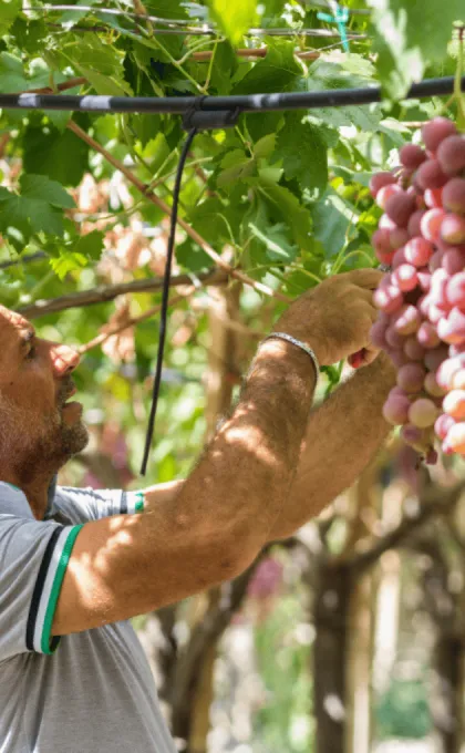 Druiven plukken op Sicilië.