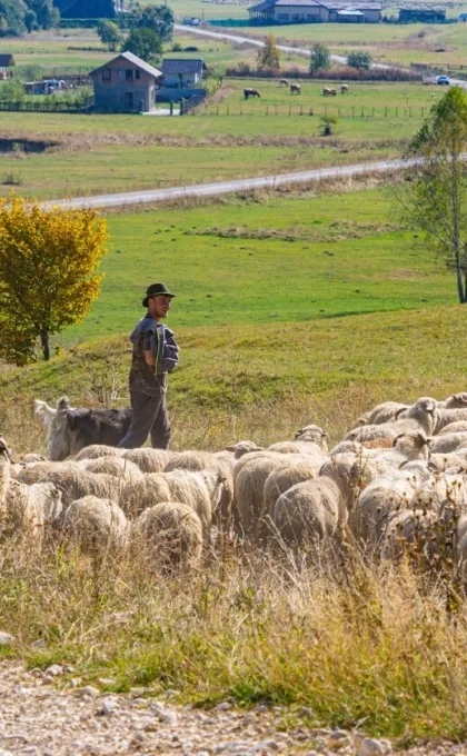 Wat is regeneratief toerisme - Herders met schapen in Roemenië.