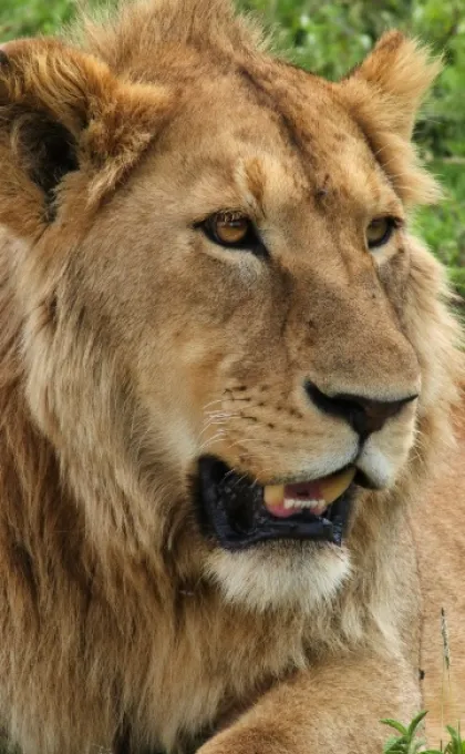 Leeuw die gaapt.