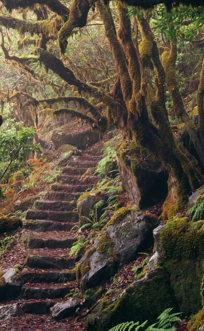 Een woud in het binnenland van Madeira 