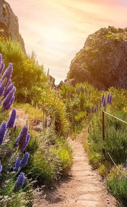 Een foto waar de zon schijnt op een pad met veel lavendelbloemen aan de zijkant.