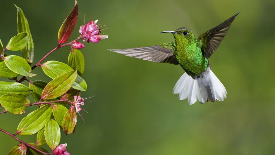 Vogels Costa Rica kolibrie